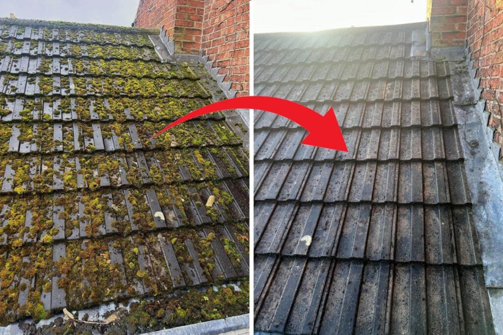 Moss Cleaning Service